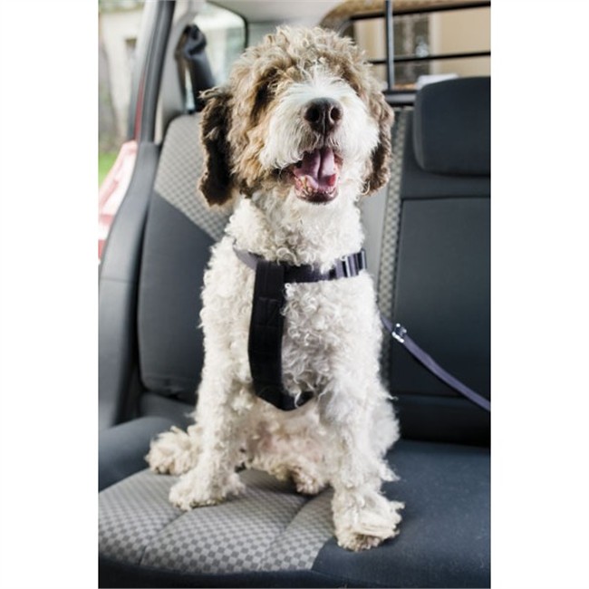 Arnes para cao Clearance